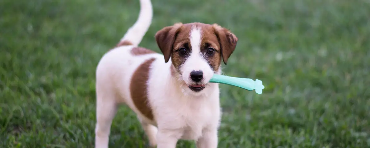 Unlocking a Healthier Future The Best Dog Food for Weight Loss and a Holistic Approach to Canine Wellness