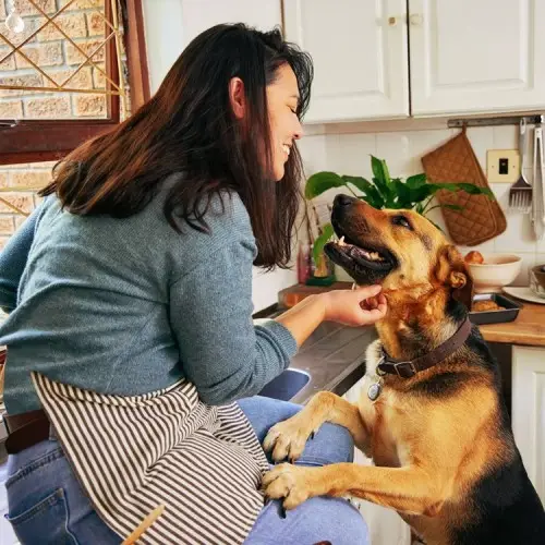 Unlocking a Healthier Future The Best Dog Food for Weight Loss and a Holistic Approach to Canine Wellness