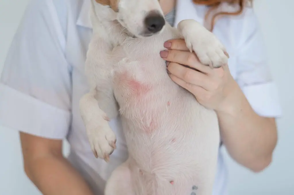 Common Dog Skin Diseases A Closer Look