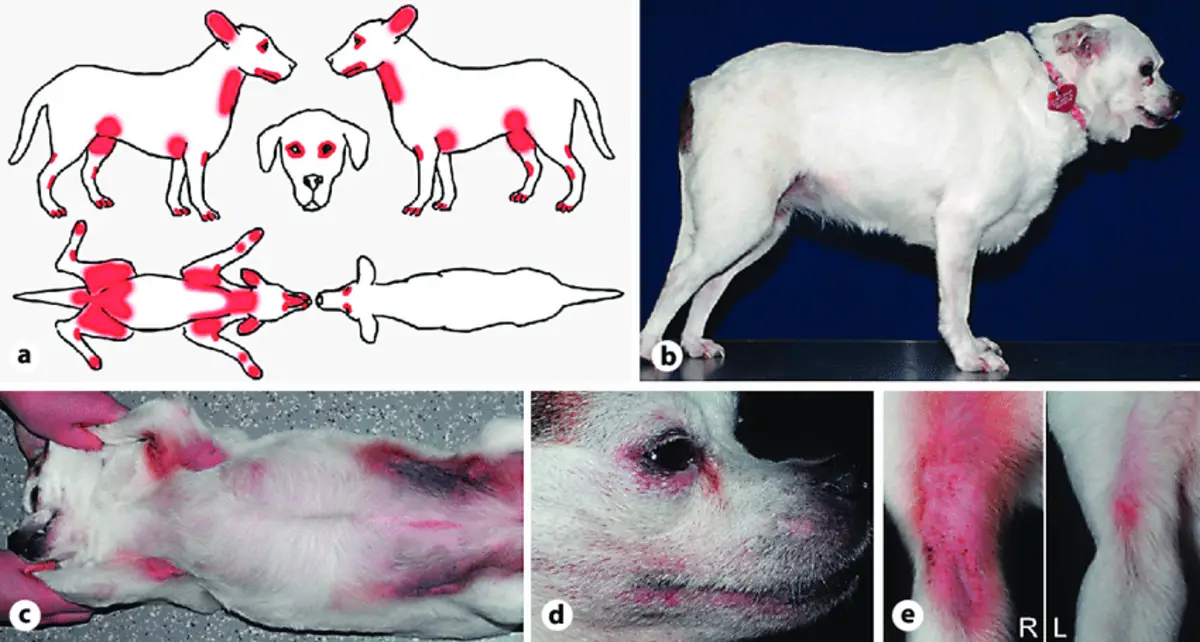 Common Dog Skin Diseases A Closer Look