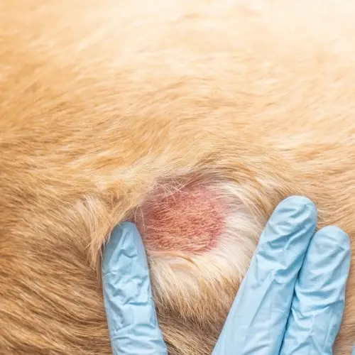 Common Dog Skin Diseases A Closer Look