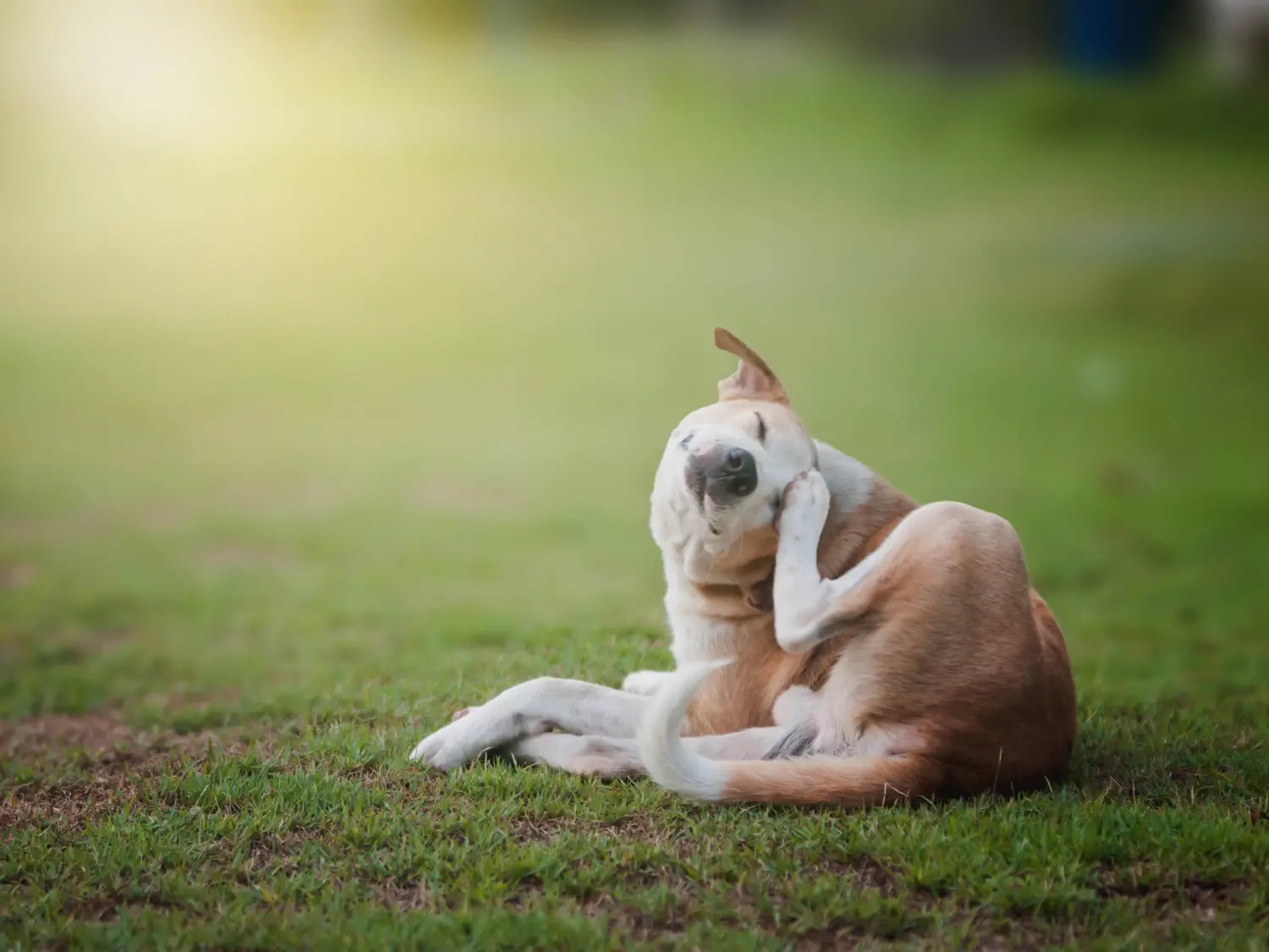 Common Dog Skin Diseases A Closer Look