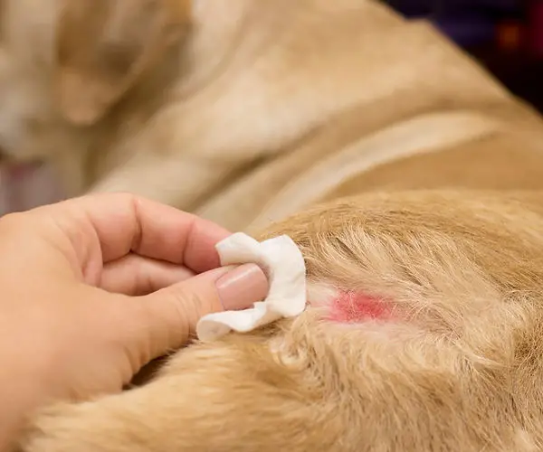 Common Dog Skin Diseases A Closer Look