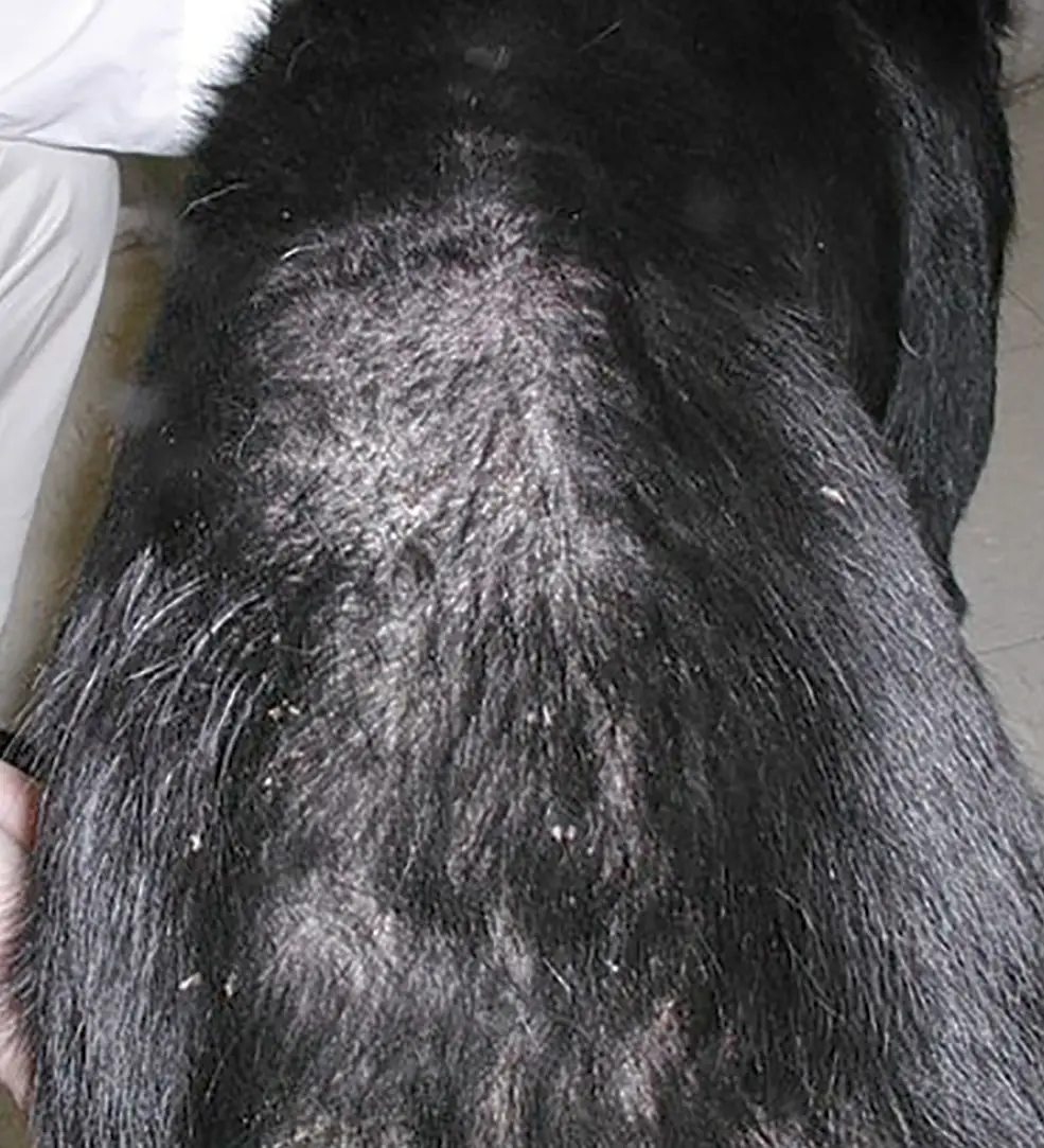 Common Canine Skin Conditions