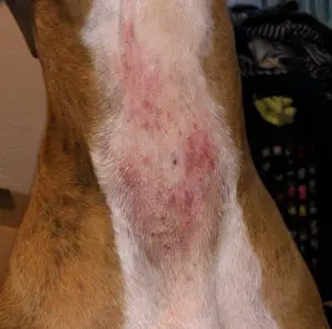 Common Canine Skin Conditions