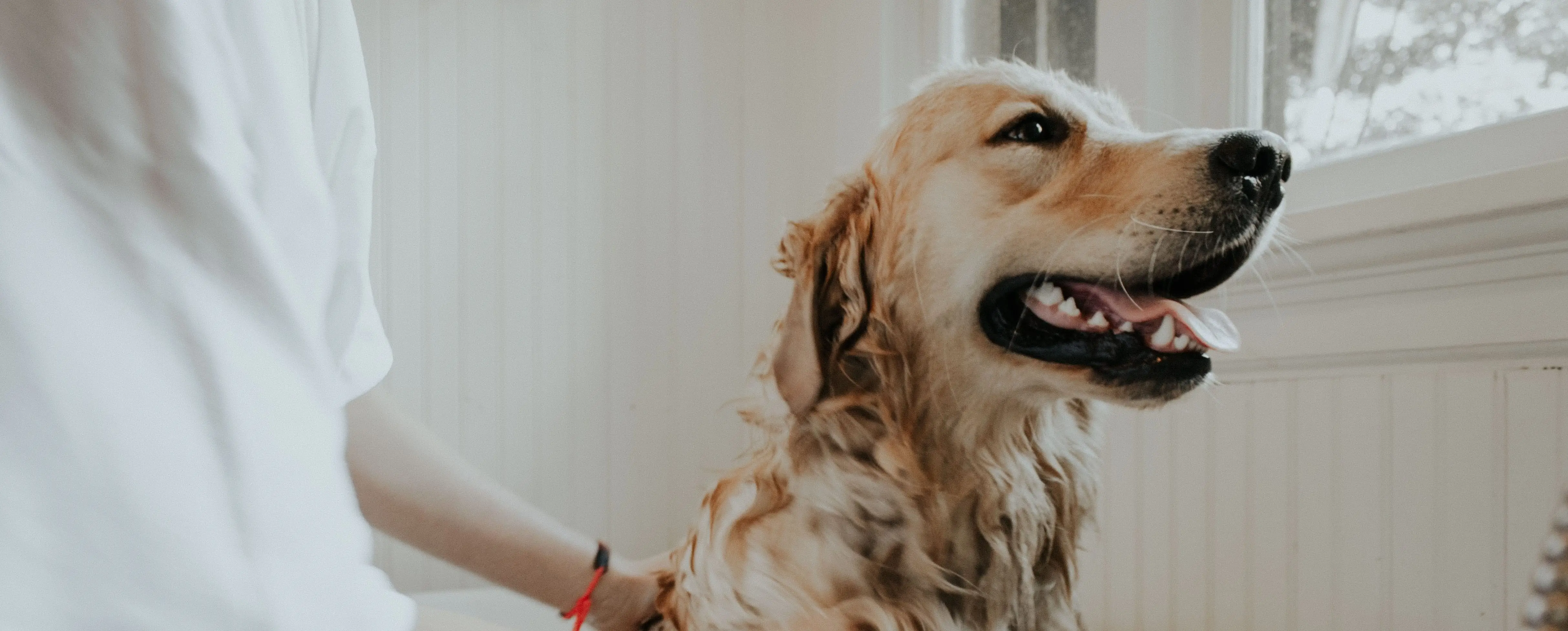 Common Canine Skin Conditions