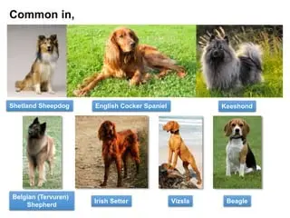 Unveiling the Enigma of Epilepsy in Dogs A Comprehensive Guide