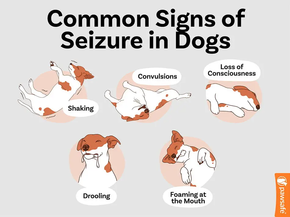 Unveiling the Enigma of Epilepsy in Dogs A Comprehensive Guide