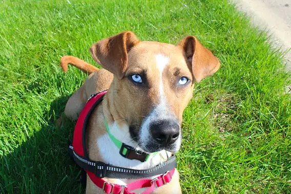 Unveiling the Enigma of Epilepsy in Dogs A Comprehensive Guide