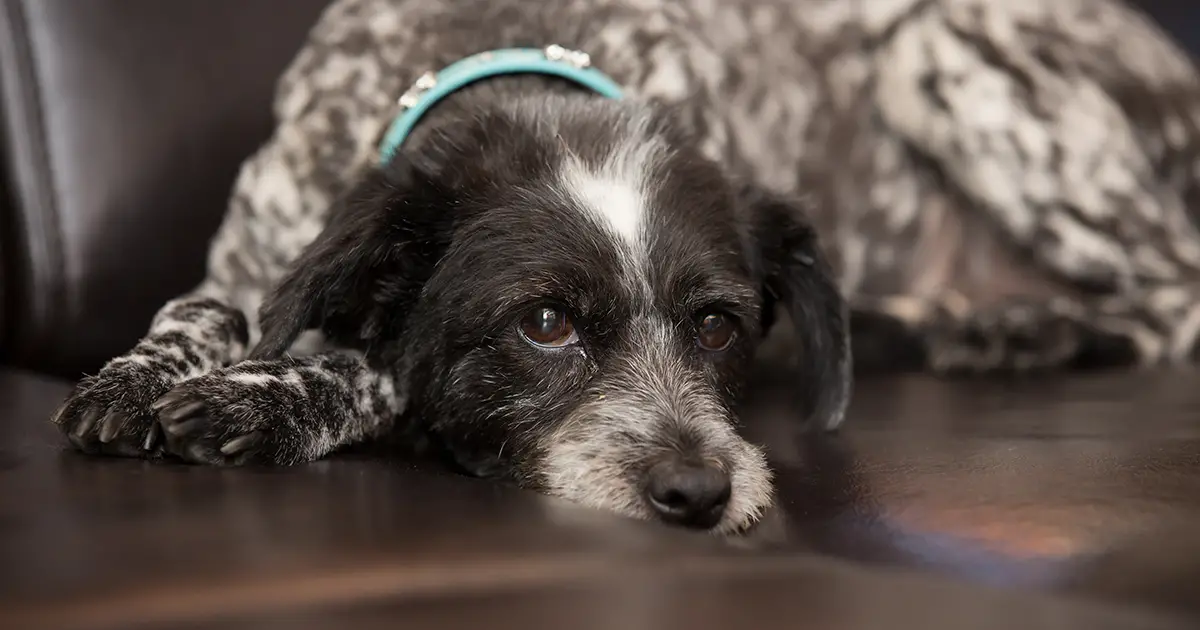 Unveiling the Enigma of Epilepsy in Dogs A Comprehensive Guide