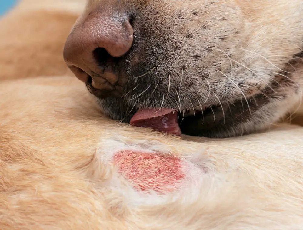 A Pawsitive Approach to Puppy Skin Understanding and Managing Common Dermatological Issues