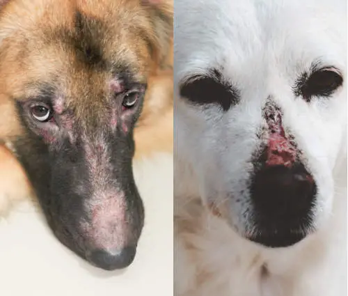 A Pawsitive Approach to Puppy Skin Understanding and Managing Common Dermatological Issues