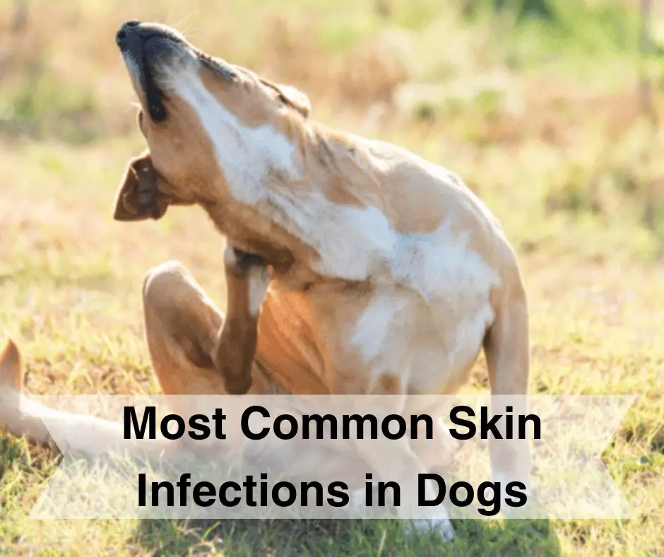 A Pawsitive Approach to Puppy Skin Understanding and Managing Common Dermatological Issues