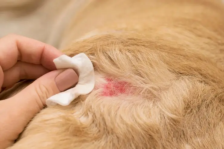 A Pawsitive Approach to Puppy Skin Understanding and Managing Common Dermatological Issues