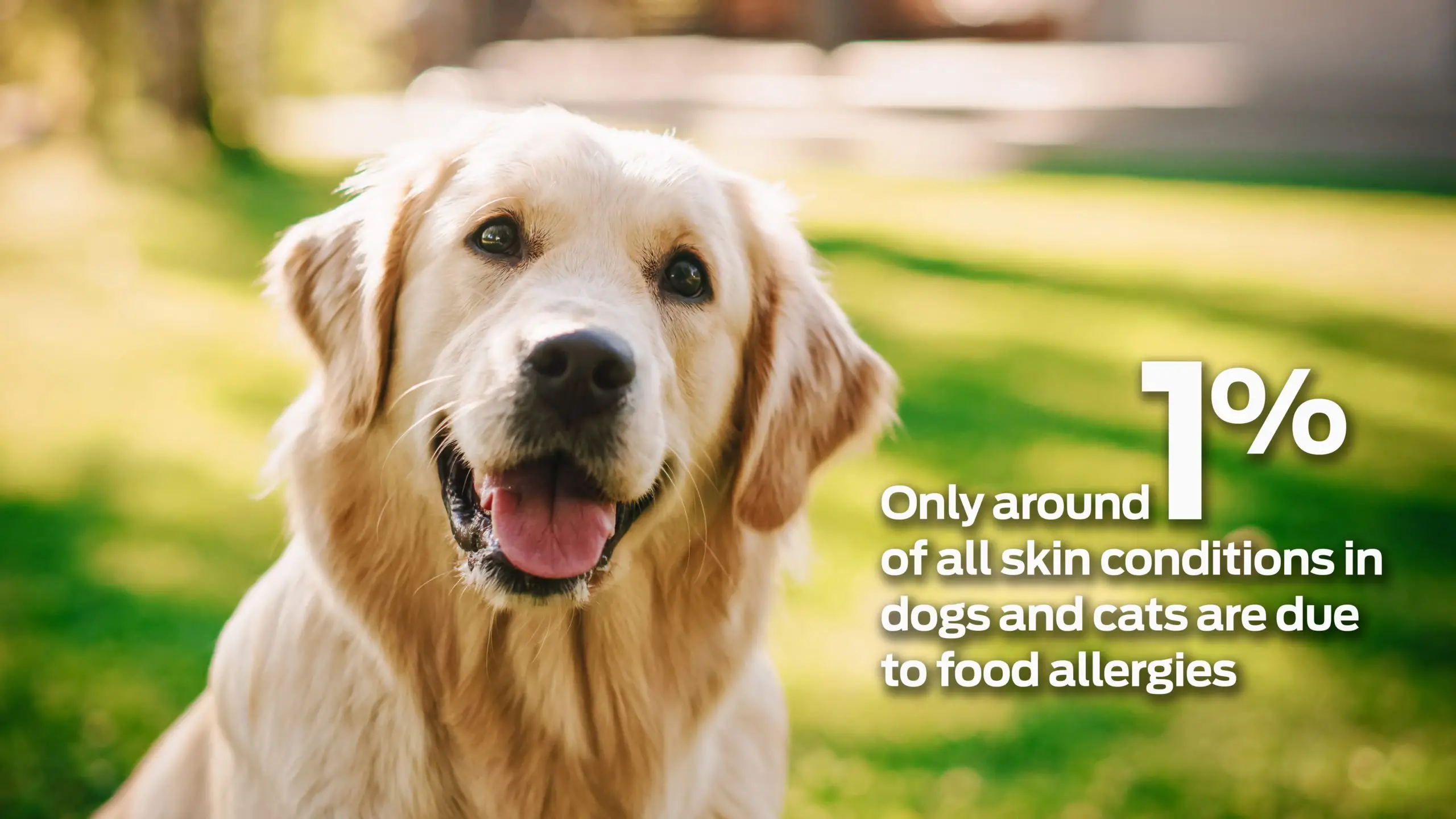 A Pawsitive Approach to Puppy Skin Understanding and Managing Common Dermatological Issues