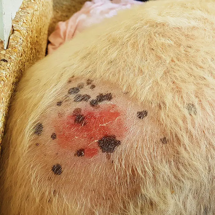 A Pawsitive Approach to Puppy Skin Understanding and Managing Common Dermatological Issues