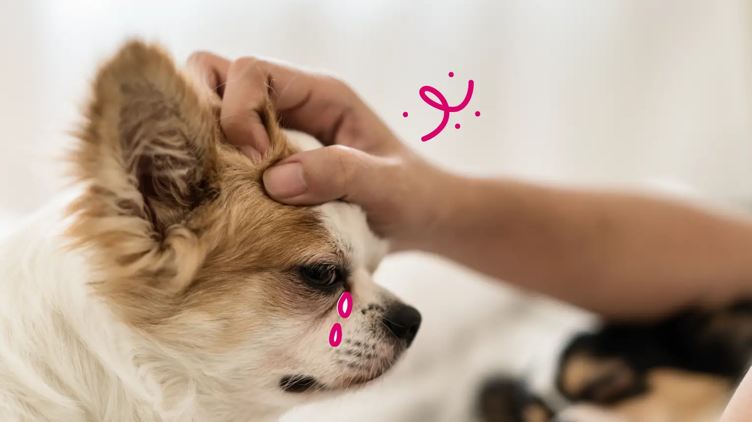 A Pawsitive Approach to Puppy Skin Understanding and Managing Common Dermatological Issues