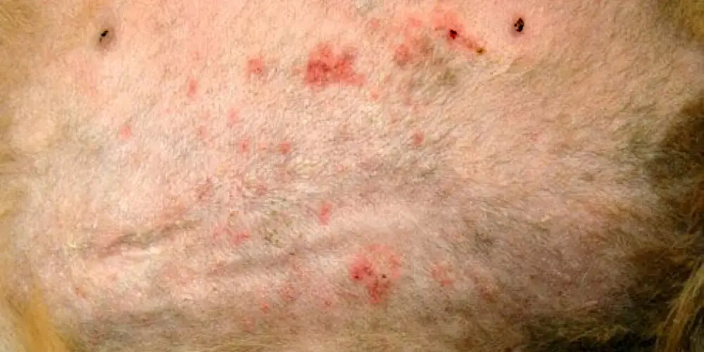 Common Dog Skin Problems Navigating the Complexities of Canine Dermatology