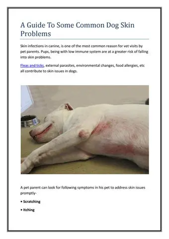 Common Dog Skin Problems Navigating the Complexities of Canine Dermatology