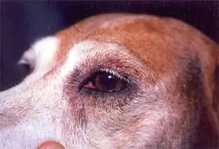 Common Dog Skin Problems Navigating the Complexities of Canine Dermatology