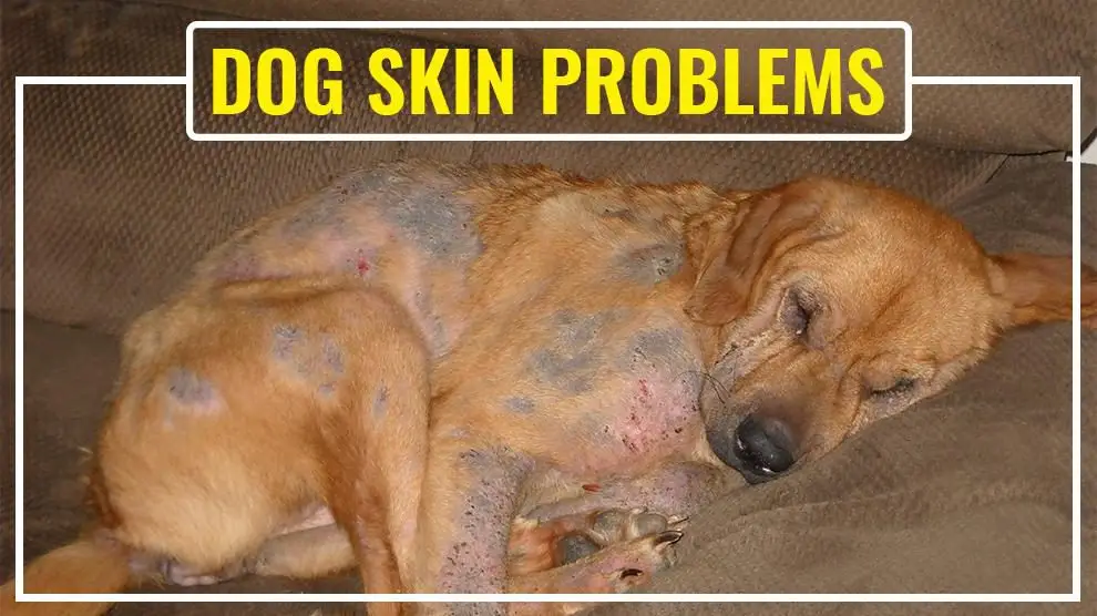 Common Dog Skin Problems Navigating the Complexities of Canine Dermatology