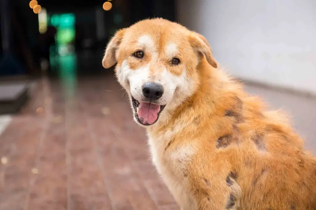 Common Dog Skin Problems Navigating the Complexities of Canine Dermatology