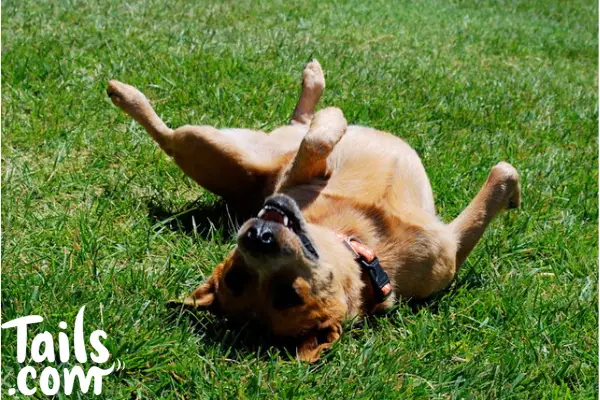 Common Dog Skin Problems Navigating the Complexities of Canine Dermatology