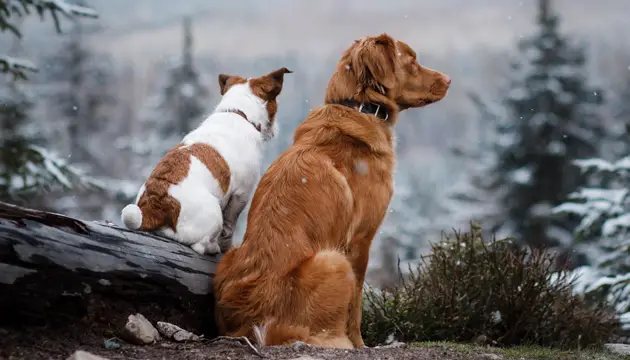 Decoding the Itchy Truth Common Puppy Skin Problems and Holistic Solutions