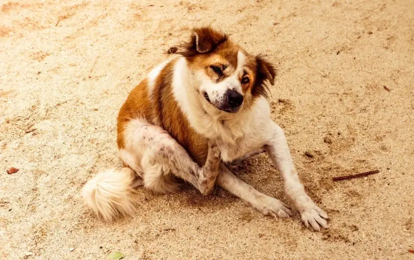 Decoding the Itchy Truth Common Puppy Skin Problems and Holistic Solutions