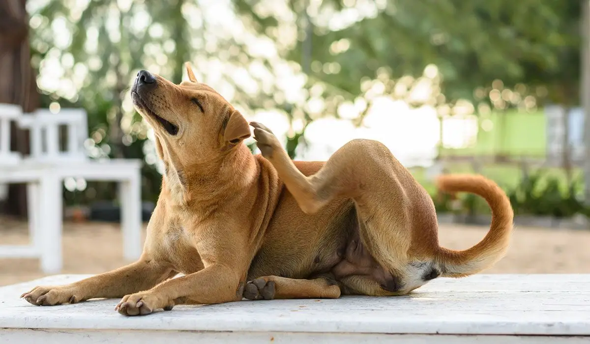 Decoding the Itchy Truth Common Puppy Skin Problems and Holistic Solutions