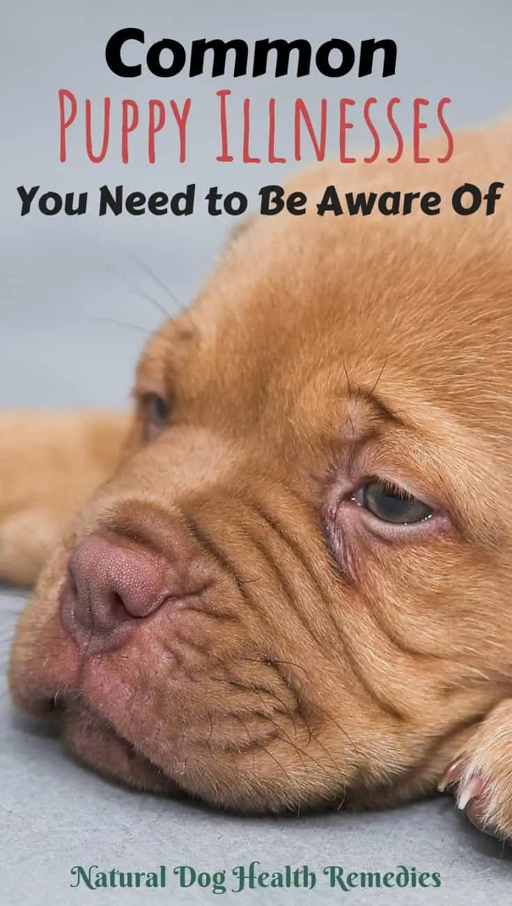 Decoding the Itchy Truth Common Puppy Skin Problems and Holistic Solutions