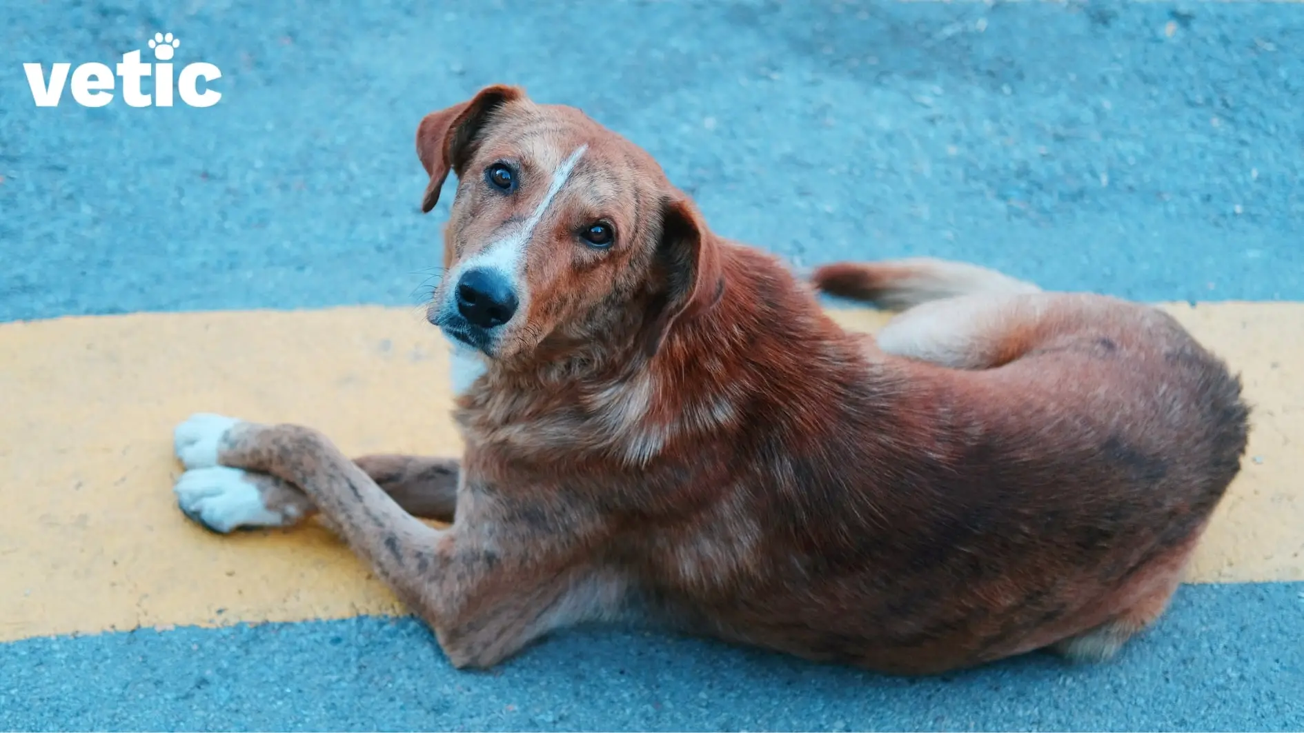 Decoding the Itchy Truth Common Puppy Skin Problems and Holistic Solutions