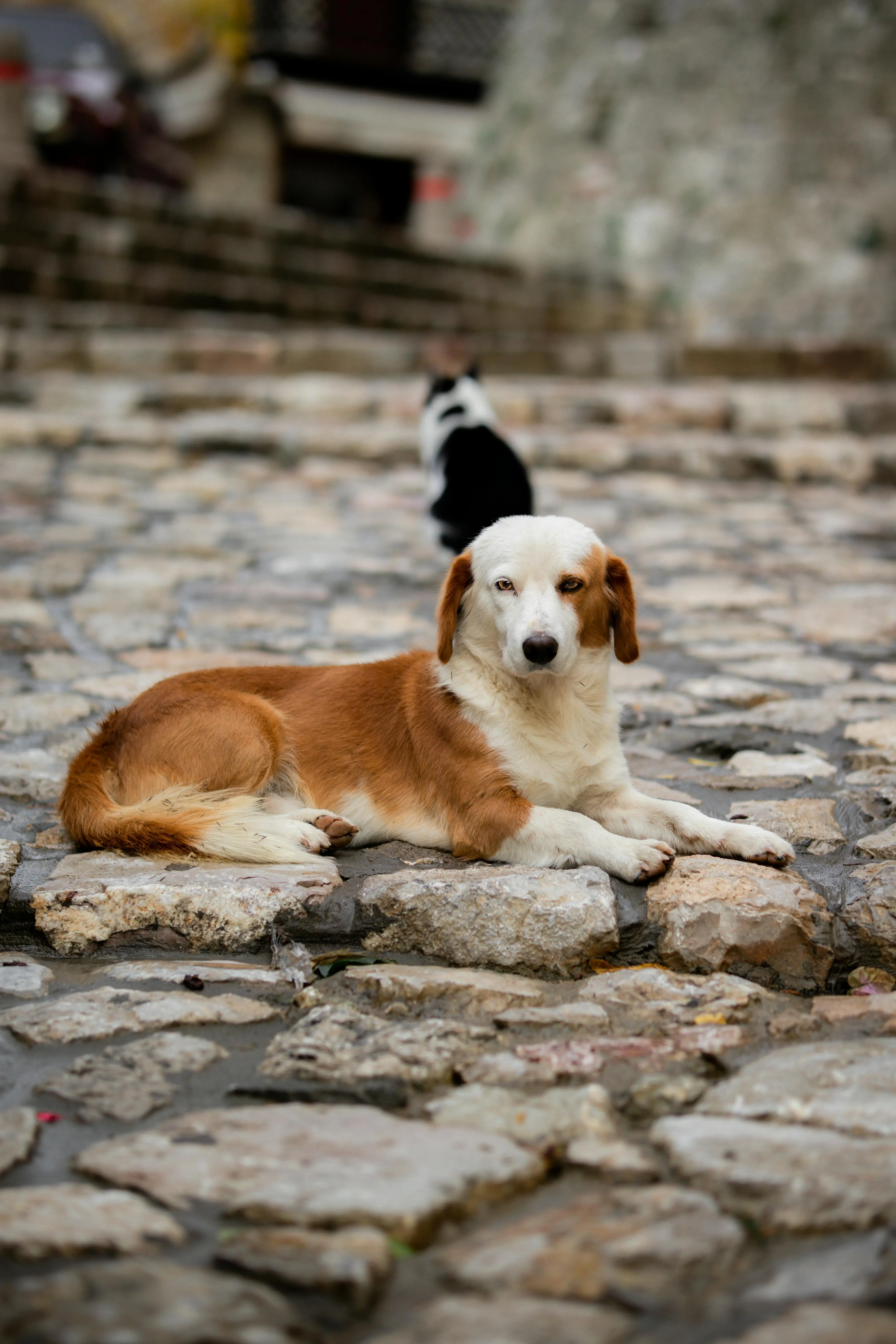 Decoding the Itchy Truth Common Puppy Skin Problems and Holistic Solutions