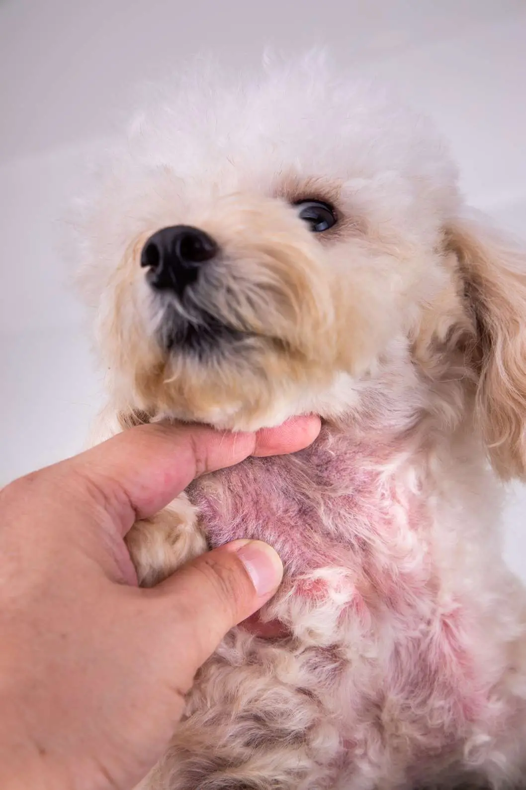 Decoding Canine Skin Woes Understanding and Managing Common Skin Issues in Dogs