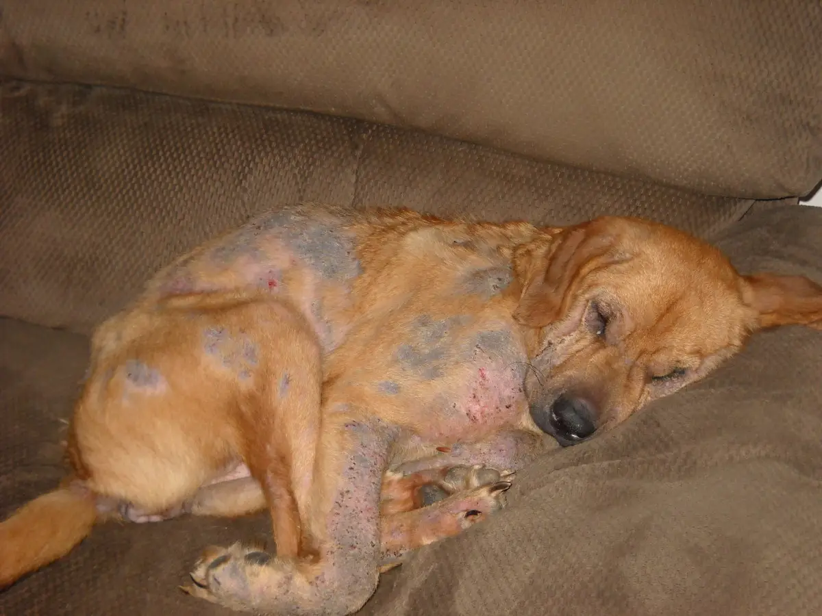 Decoding Canine Skin Woes Understanding and Managing Common Skin Issues in Dogs