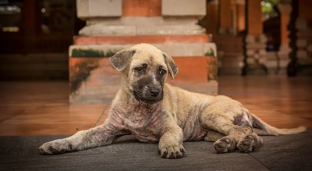 Decoding Canine Skin Woes Understanding and Managing Common Skin Issues in Dogs