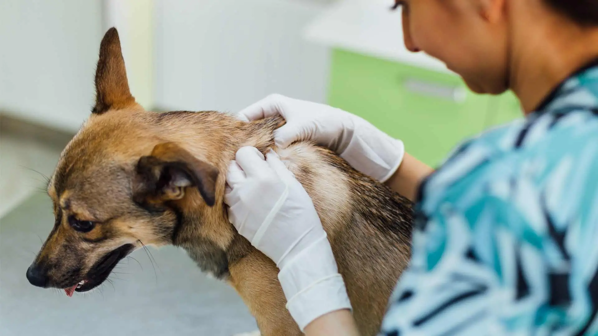 Decoding Canine Skin Woes Understanding and Managing Common Skin Issues in Dogs