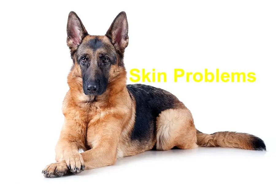 Decoding Canine Skin Woes Understanding and Managing Common Skin Issues in Dogs