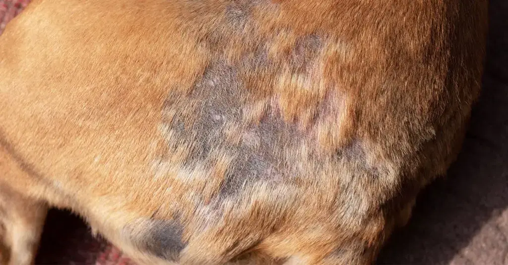 Decoding Canine Skin Woes Understanding and Managing Common Skin Issues in Dogs