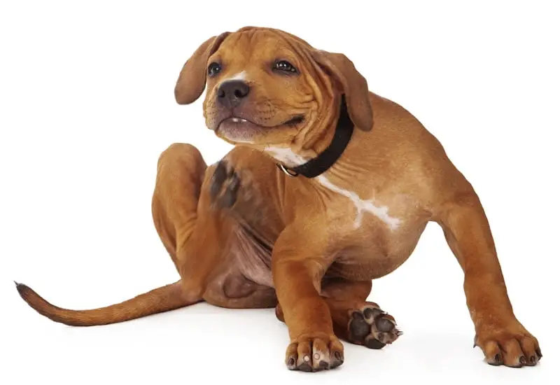 Decoding Canine Skin Woes Understanding and Managing Common Skin Issues in Dogs