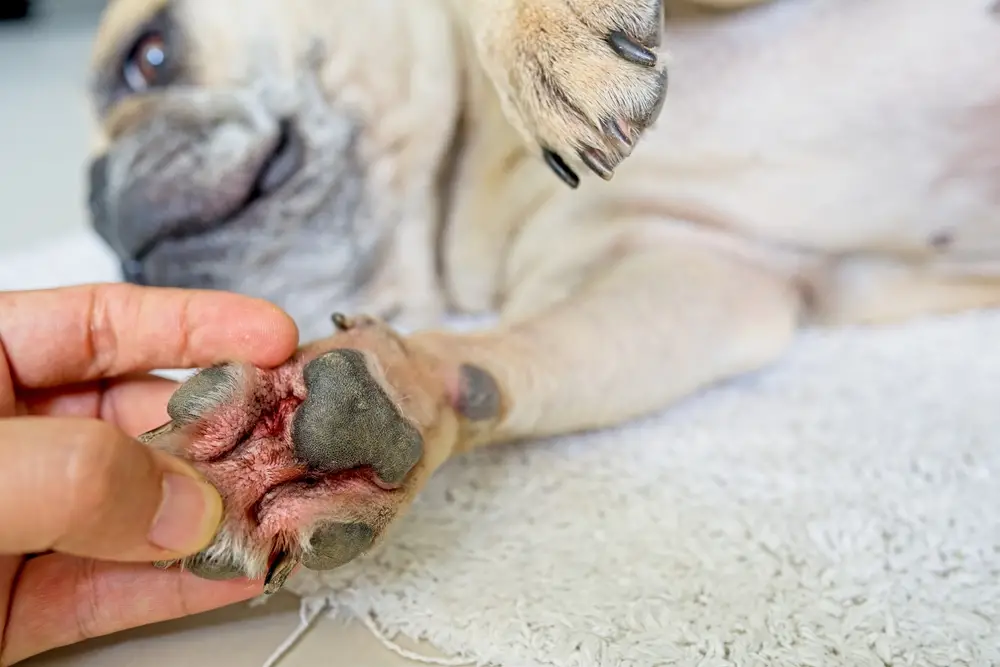 Decoding Canine Skin Woes Understanding and Managing Common Skin Issues in Dogs