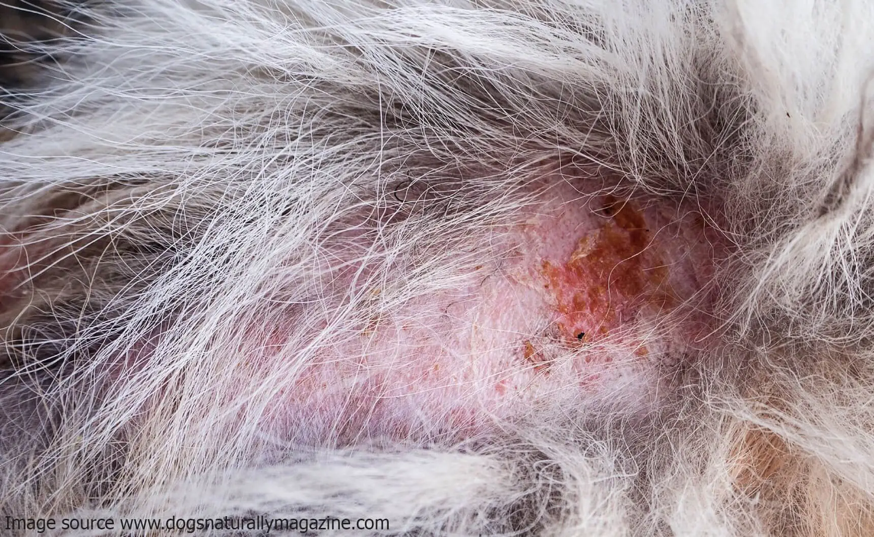Decoding Canine Skin Woes Understanding and Managing Common Skin Issues in Dogs
