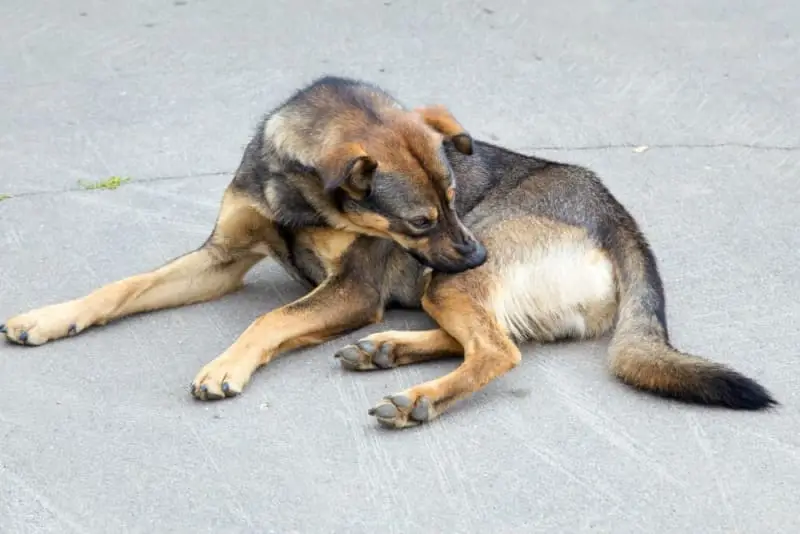 Understanding Common Skin Diseases in Dogs