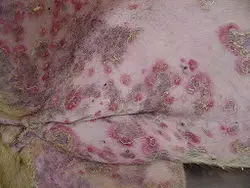 Understanding Common Skin Diseases in Dogs