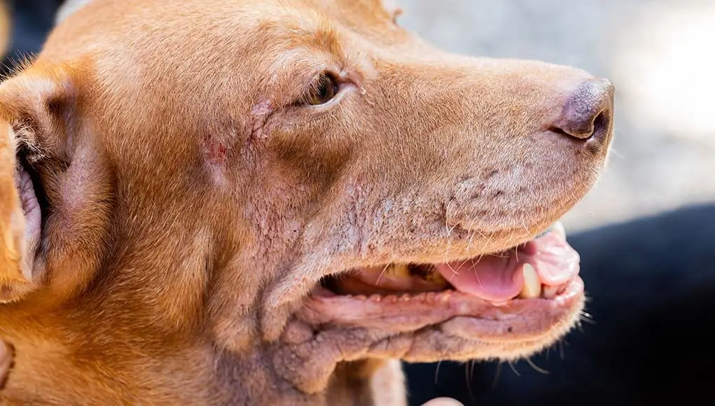Understanding Common Skin Diseases in Dogs