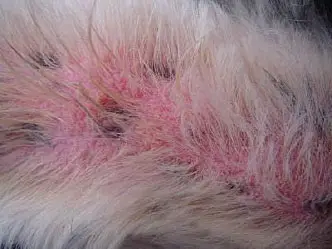 Understanding Common Skin Diseases in Dogs