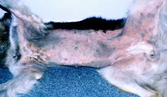 Diseases of German Shepherds