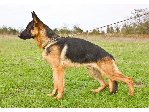 Diseases of German Shepherds