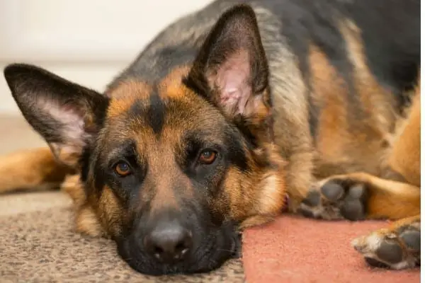 Diseases of German Shepherds