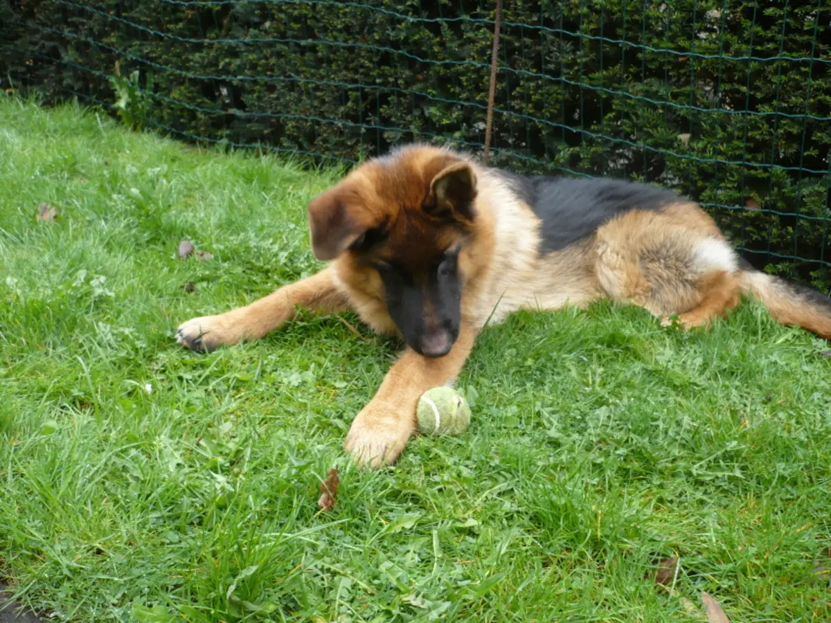 Diseases of German Shepherds